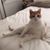 Sheri Peck's profile image