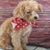 Ann Hollingworth's profile image