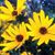 Julie Motts's profile image
