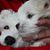 Deborah Forte Branchizio's profile image