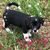 Sue Gagne Forand's profile image