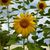 Marylou Adams Elliott's profile image