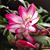 Patti Skalicky's profile image