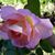 Leora Dye's profile image