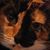 Dorothy Johnson's profile image