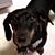 Robyn Litton's profile image