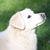 Dotty Dixon's profile image