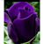 Lynn Warren Bradford's profile image