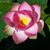 Lia Dumolt's profile image