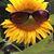 Louise Wilson Holland's profile image