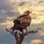 Jose Luis Bautista Morales's profile image