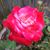 Trish Owens's profile image