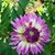 Melinda Buzalko's profile image