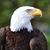 Cathy Ammons's profile image