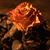 Sherri Lynn Fernandez's profile image