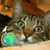 Carole Spriggs Audley's profile image