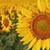 Laura Johnson's profile image