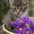 Andrea Moser's profile image
