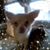 Violet Nora Dobbins Suttle's profile image