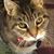 Francesco Toce's profile image