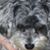 Terri Graves's profile image