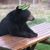 Yogi Gress's profile image