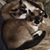 Doni J Higson's profile image