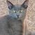 Tina Frazier Marcum's profile image
