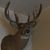 Clint Henninger's profile image