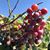 Susan Yoder's profile image