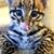 Misael Alvarado's profile image