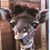 Judy Raper's profile image