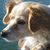 Linda Wong's profile image
