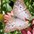 Karrol Subbert's profile image