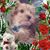 Lydia Dieckmann's profile image