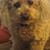Piper Kenzington's profile image