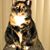 Bitley Chilton's profile image