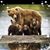 Sheryl Bear's profile image