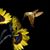 Donna Chiasson Stelly's profile image