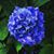 Robbin Comiski's profile image