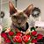 Sherry Ammons Phillips's profile image