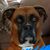 Diane Howard-Daniel's profile image