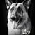Daniel Speropolous's profile image
