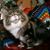 Elisa L Coulter's profile image