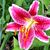 Carla Habel's profile image