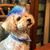 Allison Davis's profile image