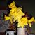 Elaine Williams's profile image