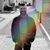Fred Birk's profile image