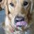 Denise Thurston Tramel's profile image
