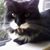 Lisa Bitting's profile image